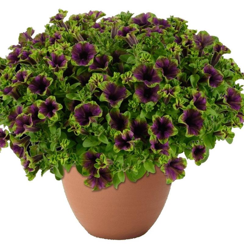 Petunia Amazonas 'Midnight Finch' - Image courtesy of Ball Horticultural Company