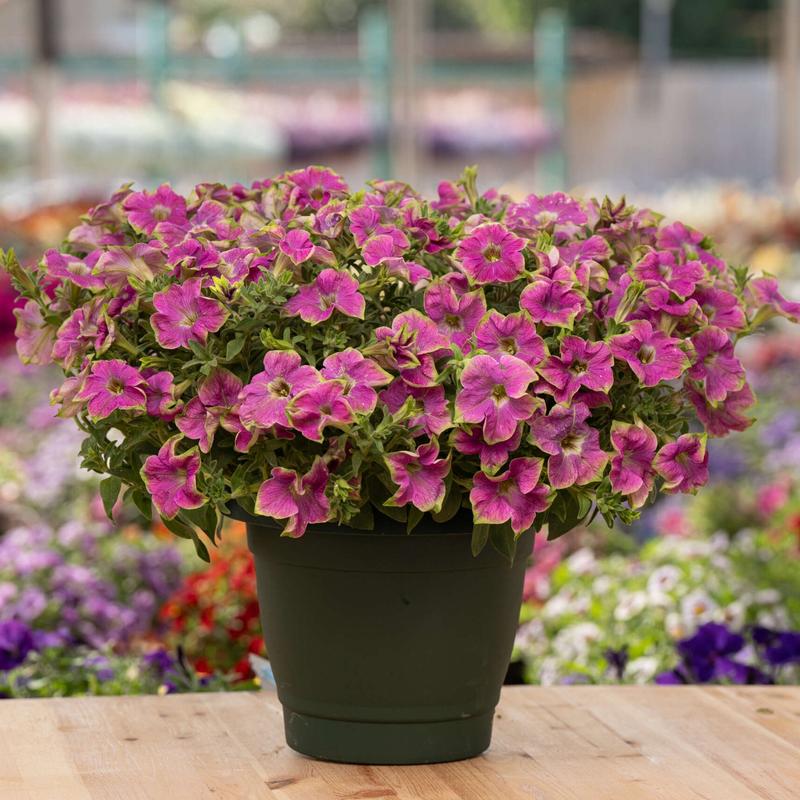 Petunia Amazonas 'Pink Macaw' - Image courtesy of Danziger
