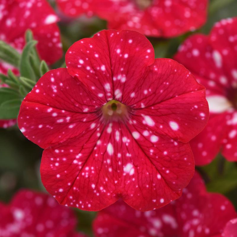 Petunia Headliner 'Strawberry Sky' - Image courtesy of Ball Horticultural Company