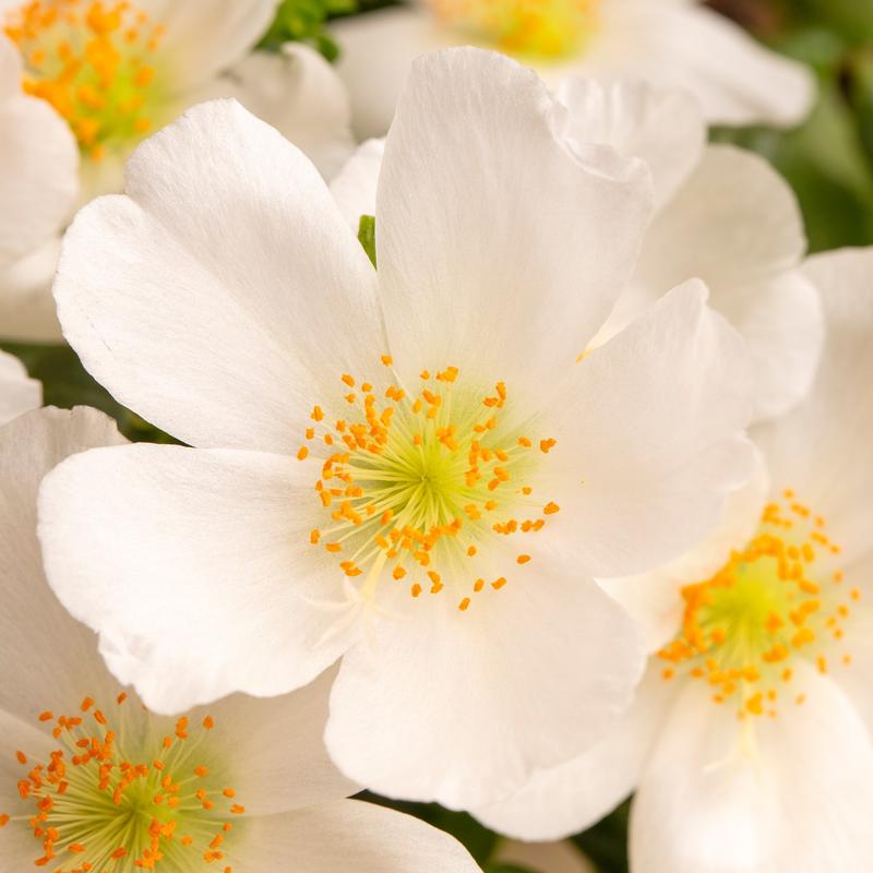 Portulaca SeaGlass 'White' - Image courtesy of Ball Horticultural Company