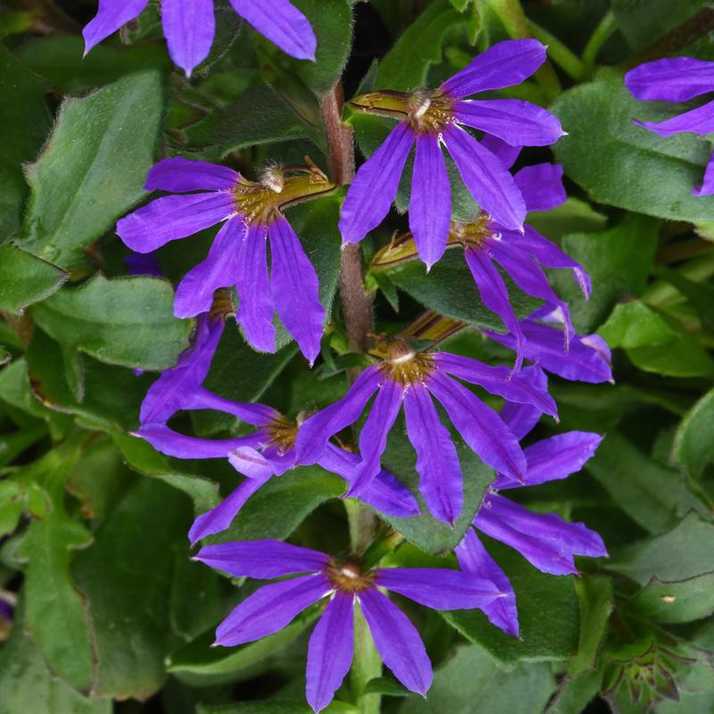 Scaevola aemula Blazen 'Compact Blue' - Image courtesy of Ball Horticultural Company