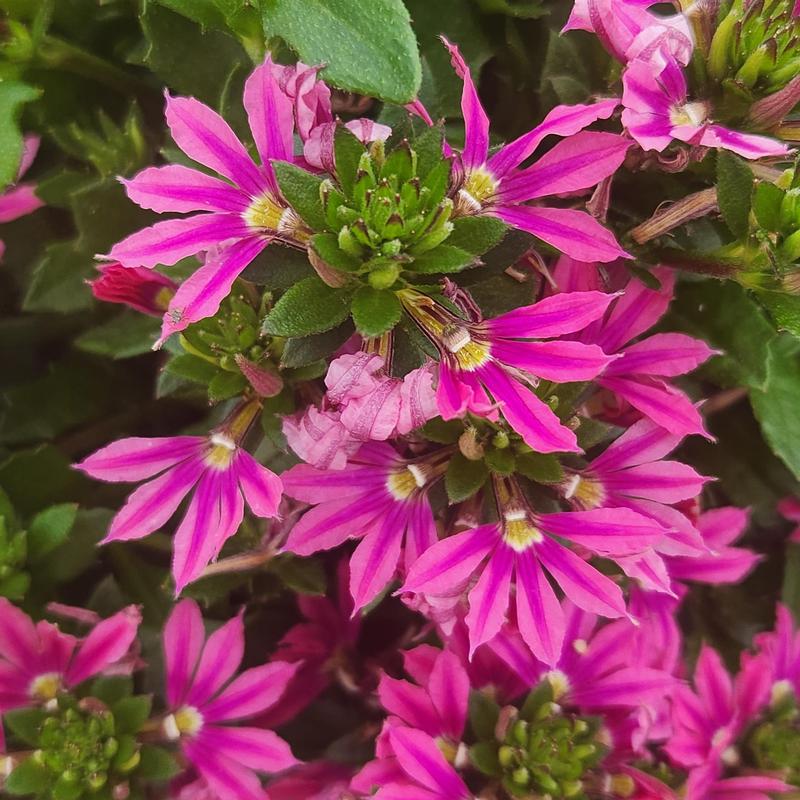 Scaevola Surdiva 'Fashion Pink' - Image courtesy of Ball Horticultural Company