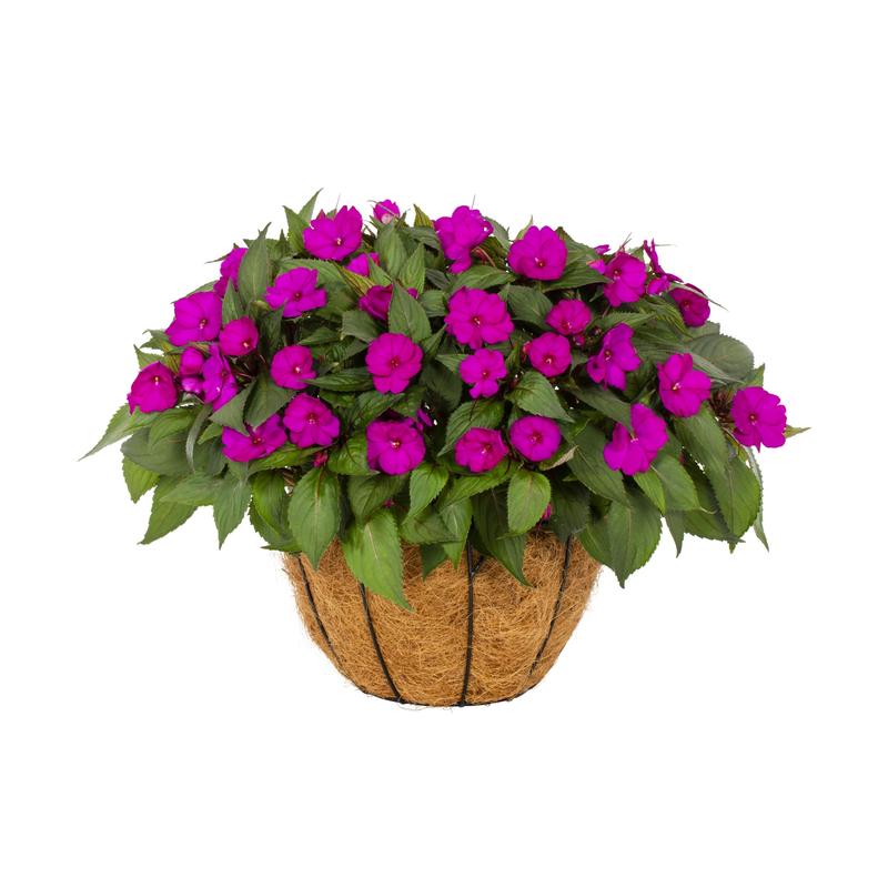 Impatiens hawkeri Sunpatiens Compact 'Bright Purple' - Image courtesy of Ball Horticultural Company