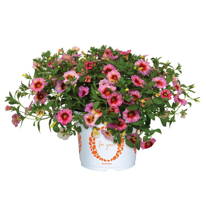 Calibrachoa Rainbow 'Dragon Berry' - Image courtesy of Ball Horticultural Company