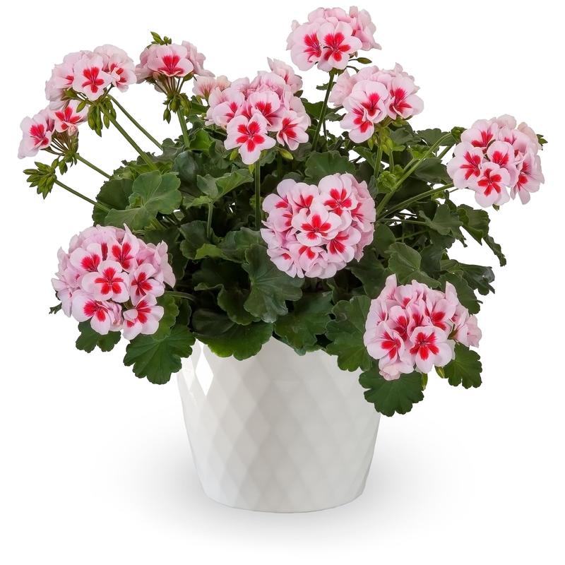 Pelargonium interspecific Calliope 'White Splash' - Image courtesy of Ball Horticultural Company