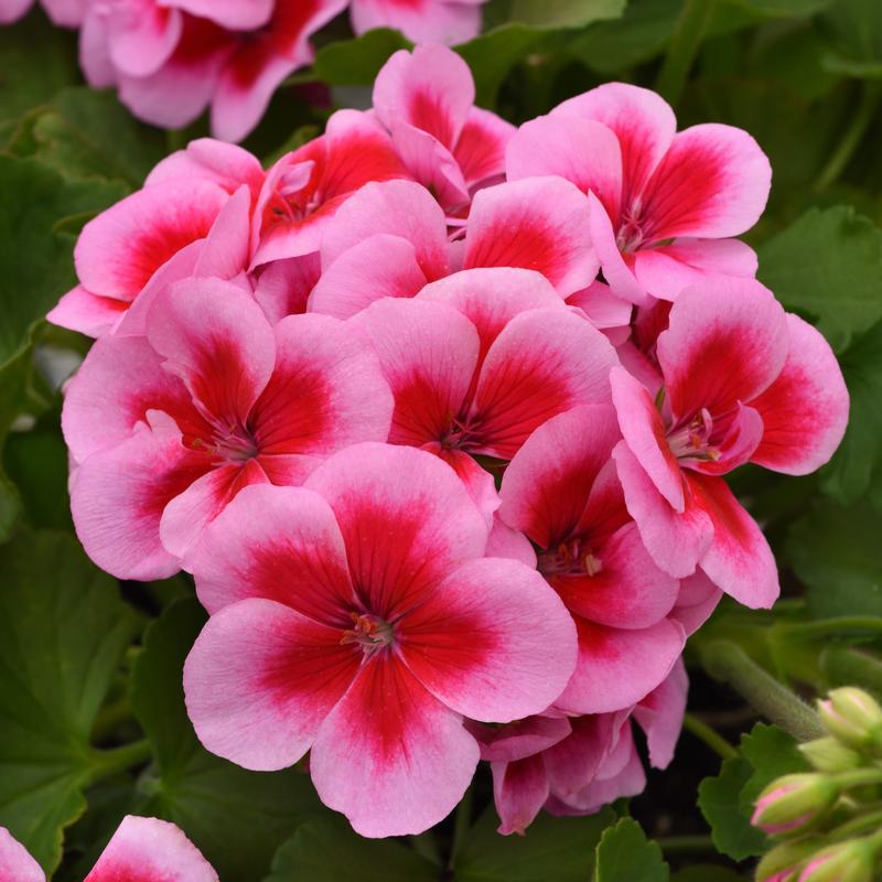 Pelargonium hortorum Dynamo 'Pink Dazzle' - Image courtesy of Ball Horticultural Company