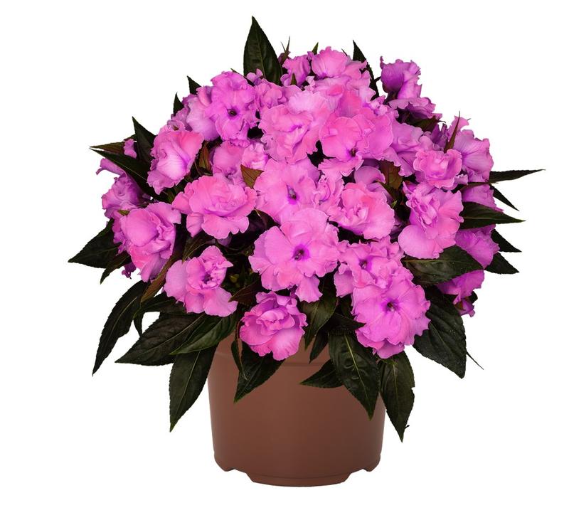 Impatiens hawkeri Roller Coaster 'Valravn Violet' - Image courtesy of Ball Horticultural Company