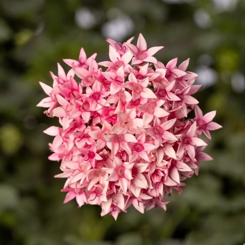 Pentas lanceolata Starcluster 'Cascade Pink Bicolor' - Image courtesy of Ball Horticultural Company