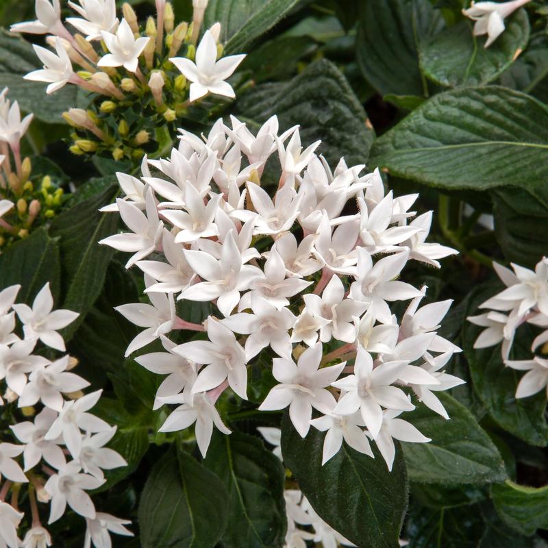 Pentas lanceolata Starcluster 'Cascade White' - Image courtesy of Ball Horticultural Company