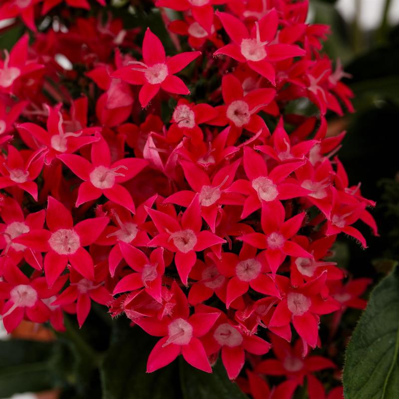 Pentas lanceolata Starcluster 'Cascade Lipstick' - Image courtesy of Ball Horticultural Company