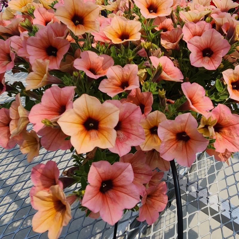 Petunia x hybrida Surfinia Heavenly 'Peach Horizon' - Image courtesy of Suntory Flowers