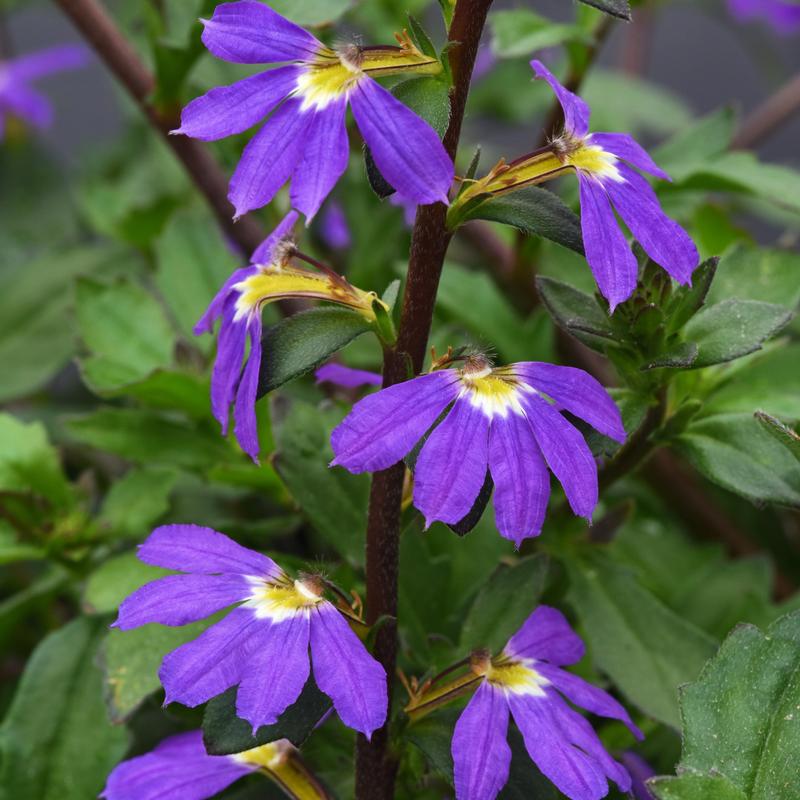 Scaevola aemula Blazen 'Blue' - Image courtesy of Ball Horticultural Company