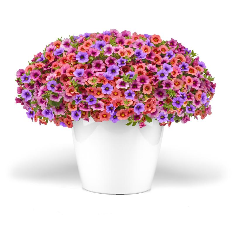 Combo Pot Trixi Mini Famous Neo 'Lollipop' - Combo - Image courtesy of Ball Horticultural Company