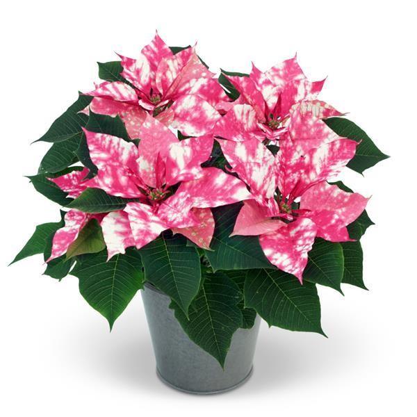 Euphorbia pulcherrima Sky Star 'Pink' - Poinsettia from Hillcrest Nursery
