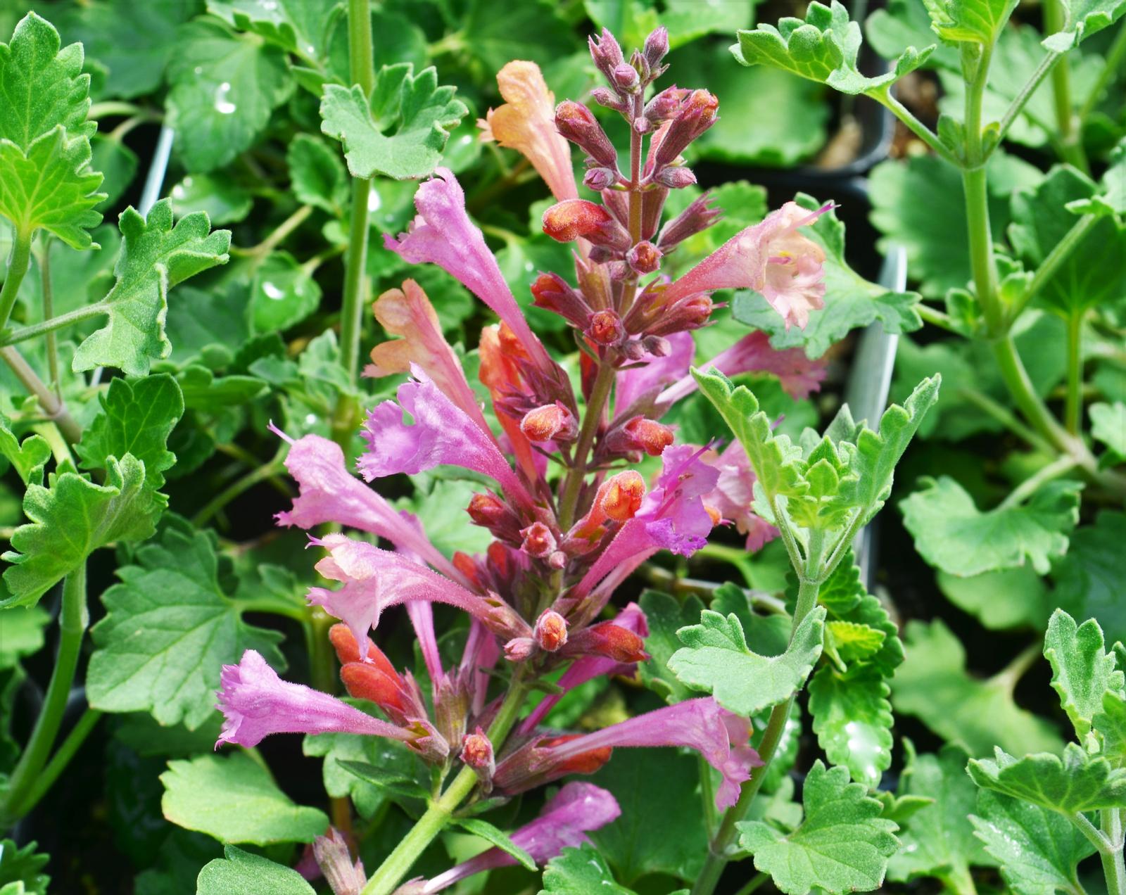 Agastache hybrida Kudos 'Ambrosia' - Hummingbird Mint - Dwarf from Hillcrest Nursery