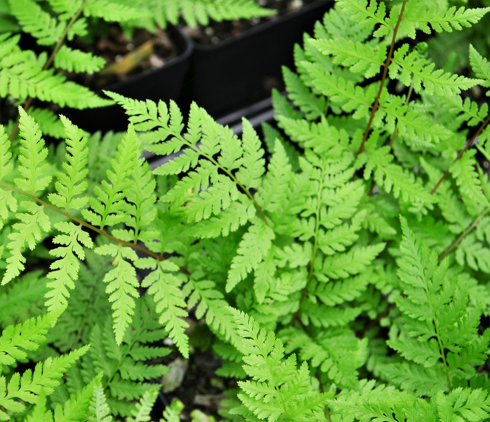 Fern: Athyrium felix-femina 'Lady in Red' - Fern from Hillcrest Nursery