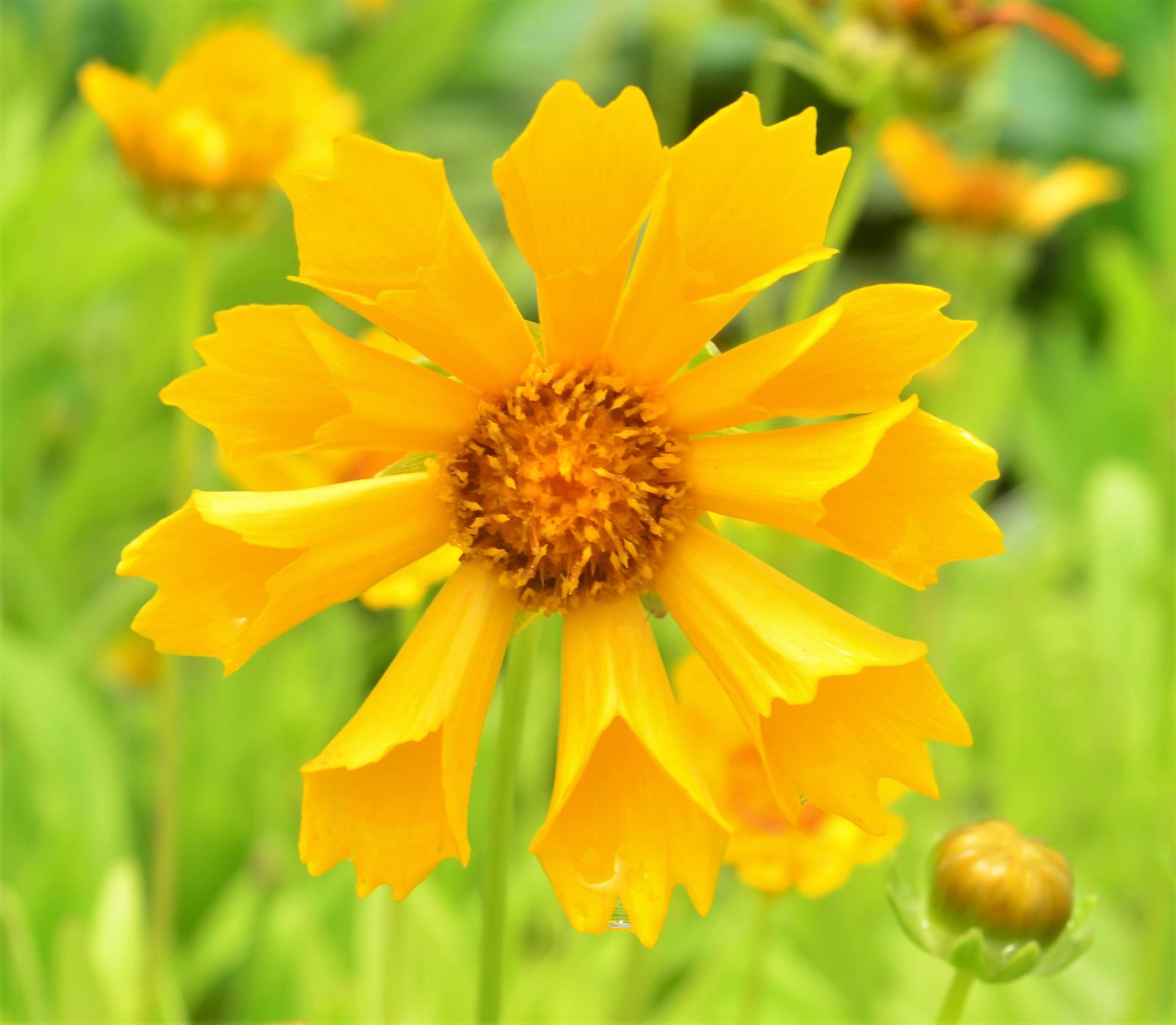 Coreopsis 'Jethro Tull' - Tickseed from Hillcrest Nursery