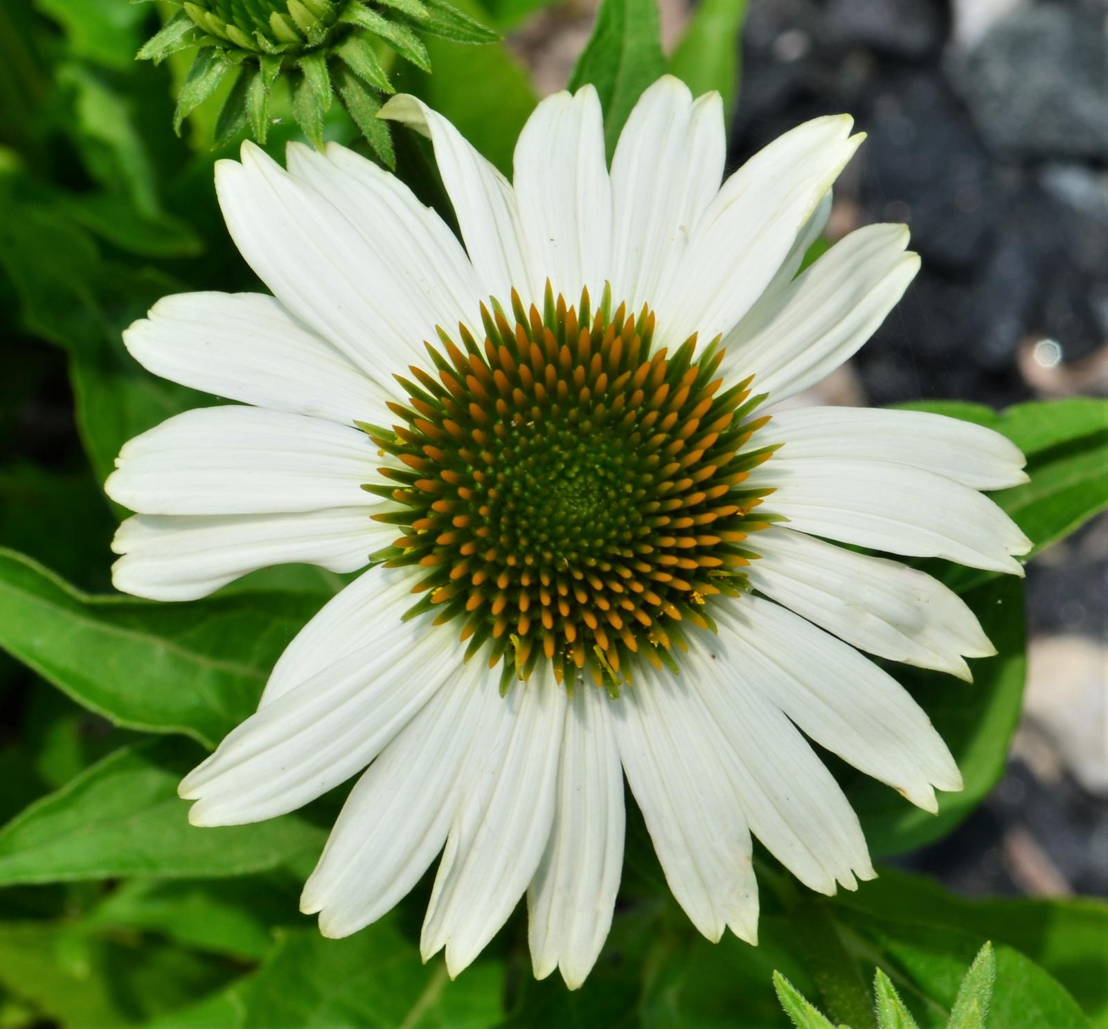 Echinacea purpurea PowWow 'White' - Coneflower from Hillcrest Nursery