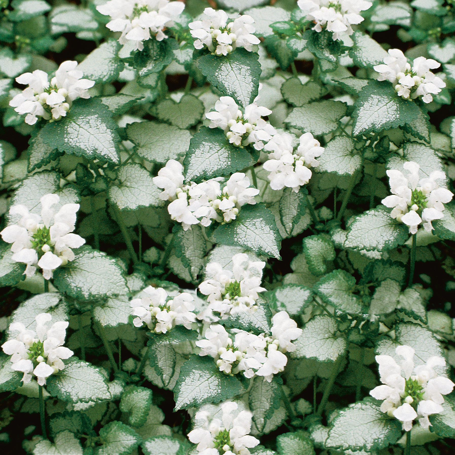 Lamium maculatum 'White Nancy' - Deadnettle Courtesy of Growing Colors