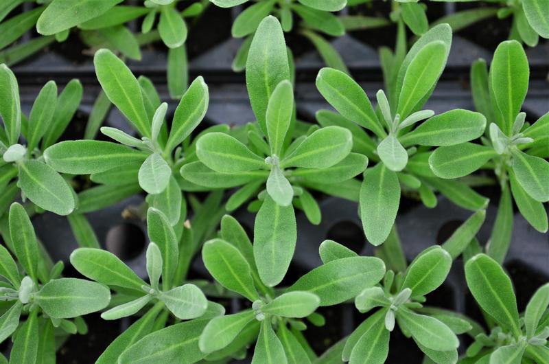 Lavandula x intermedia 'Provence' - Lavender - Finished from Hillcrest Nursery