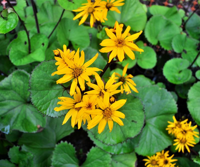 Ligularia dentata 'Othello' - Leopard Plant from Hillcrest Nursery