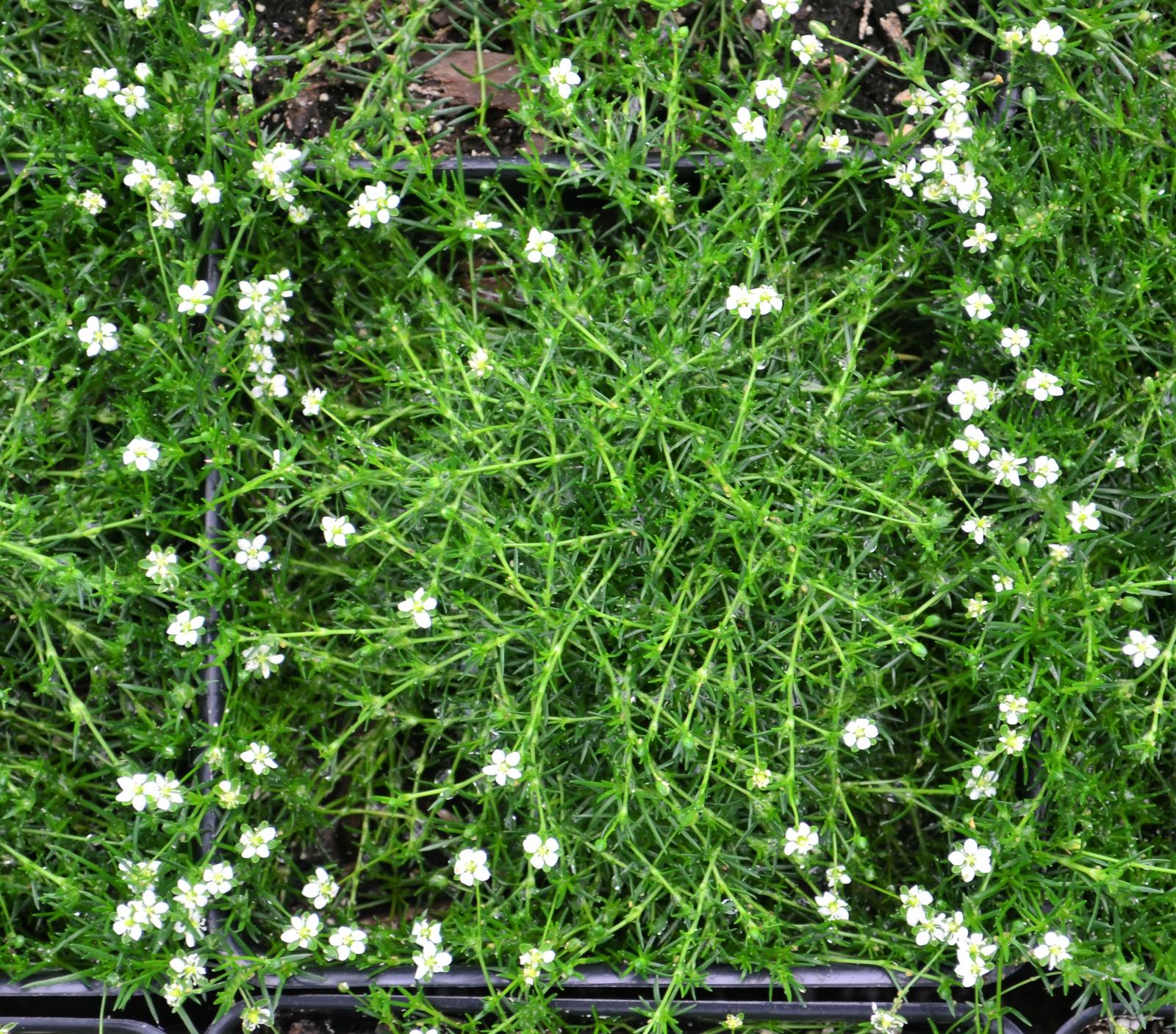 Sagina subulata 'Irish' - Moss Irish from Hillcrest Nursery