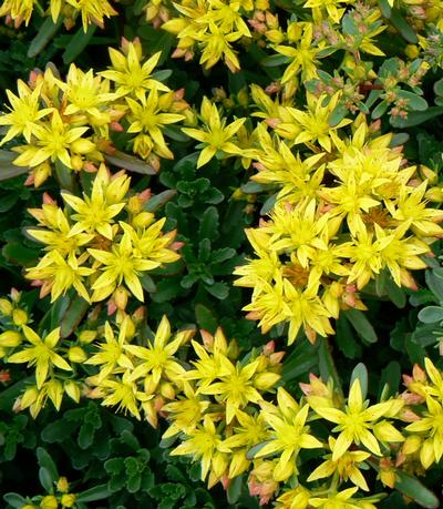 Stonecrop Sedum kamtschaticum var. floriferum Weihenstephaner Gold from ...