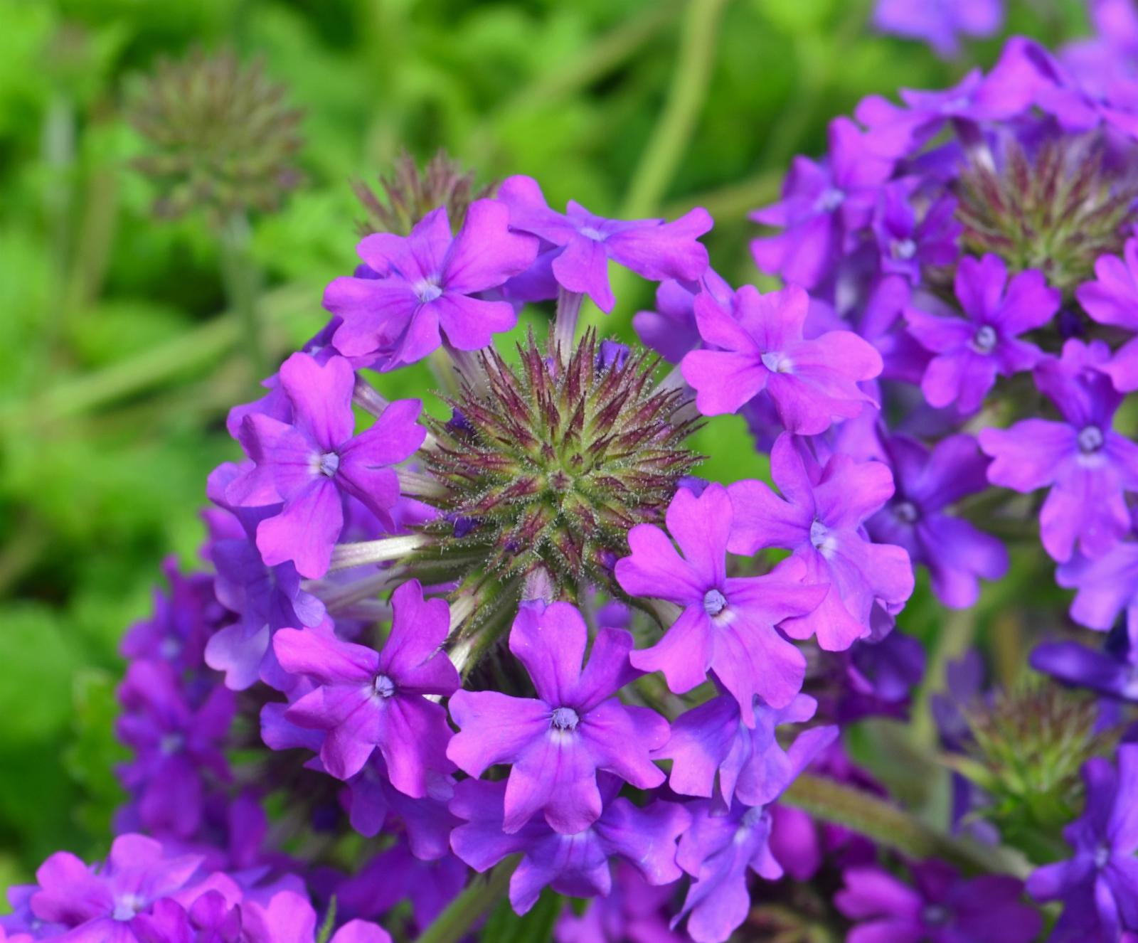 Verbena canadensis 'Homestead Purple' - Vervain from Hillcrest Nursery