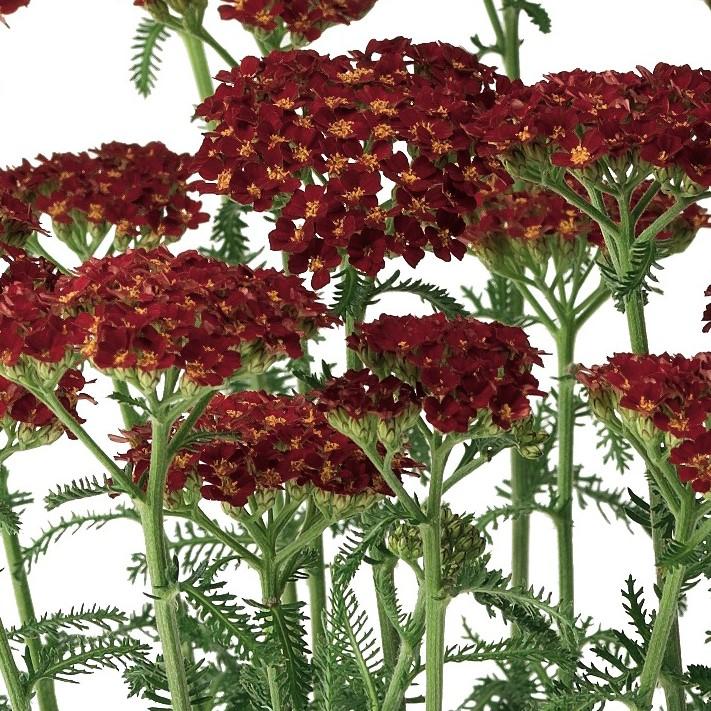 Achillea millefolium Desert Eve 'Red Improved' - Yarrow from Hillcrest Nursery