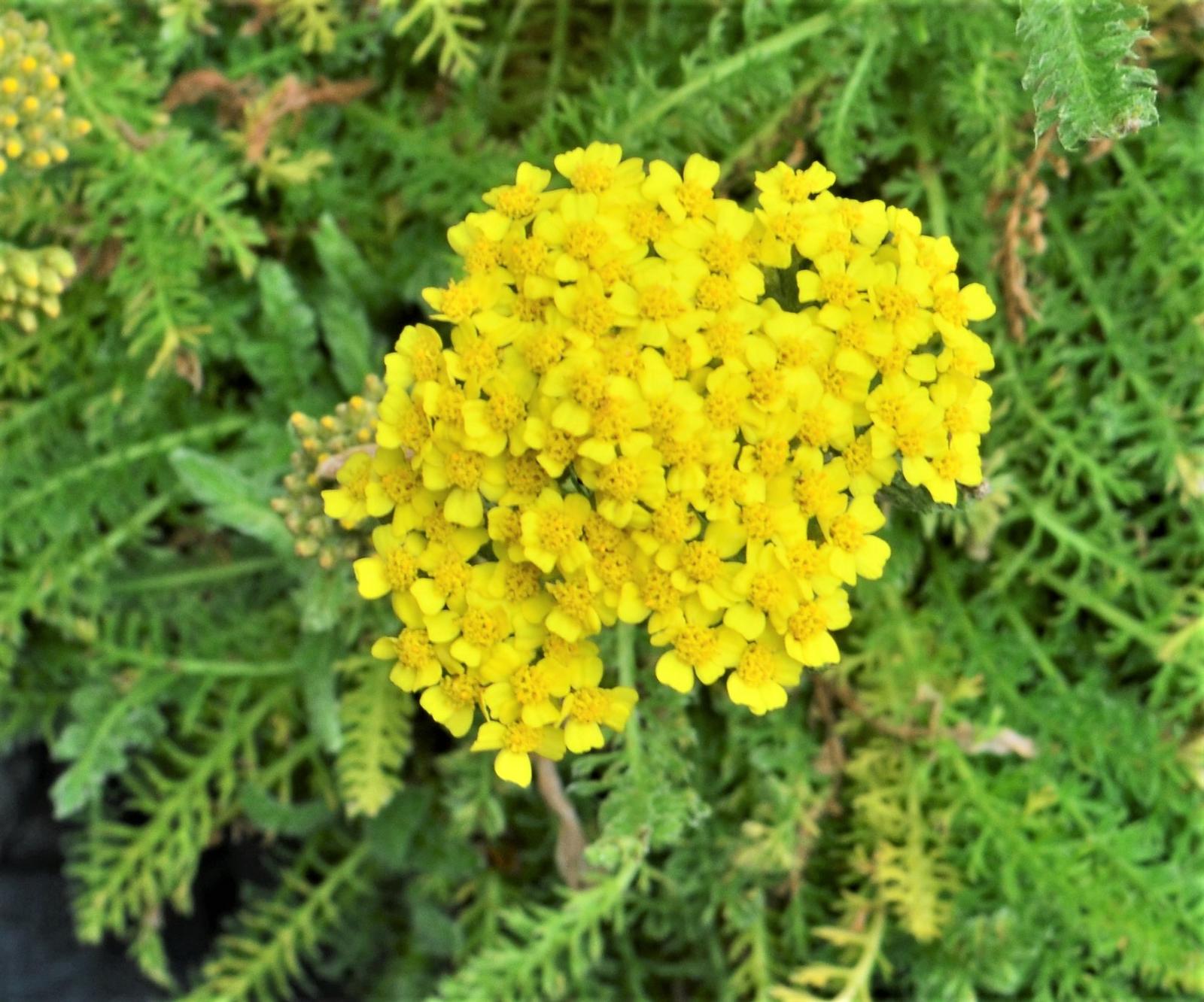 Achillea millefolium Desert Eve 'Yellow' - Yarrow from Hillcrest Nursery