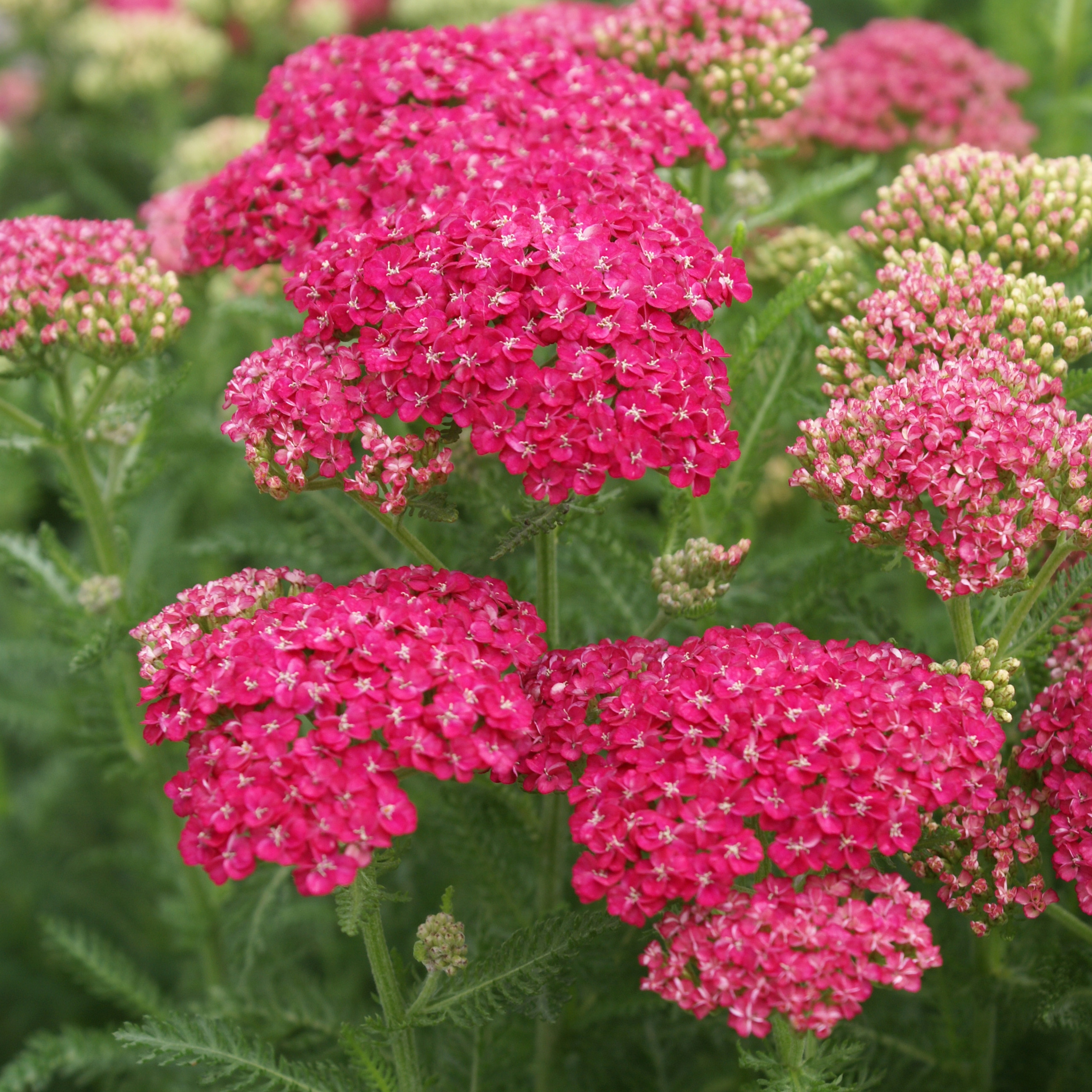 Achillea millefolium Seduction 'Saucy Seduction' - Yarrow Courtesy of Growing Colors