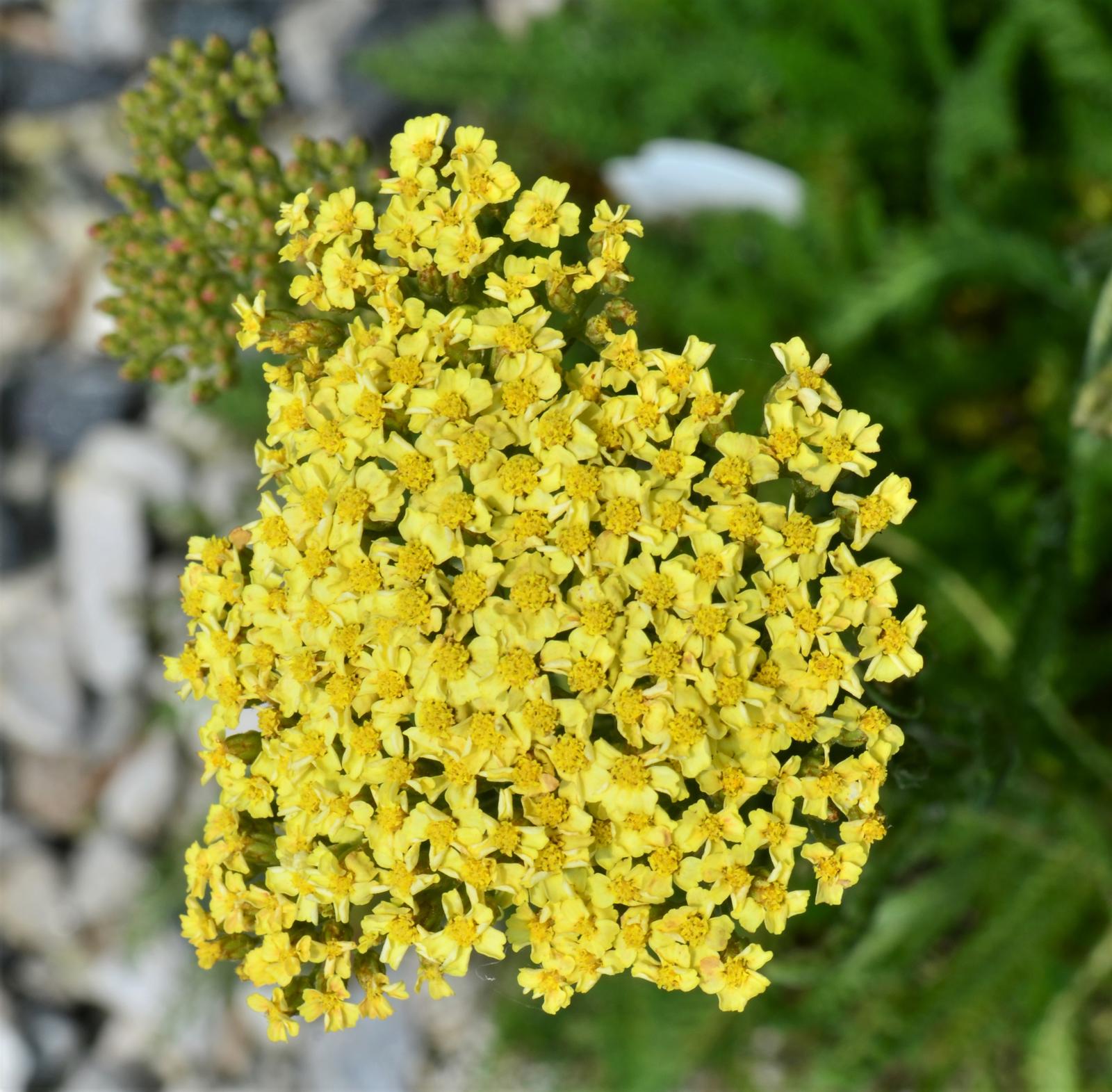 Achillea millefolium Seduction 'Sunny Seduction' - Yarrow from Hillcrest Nursery