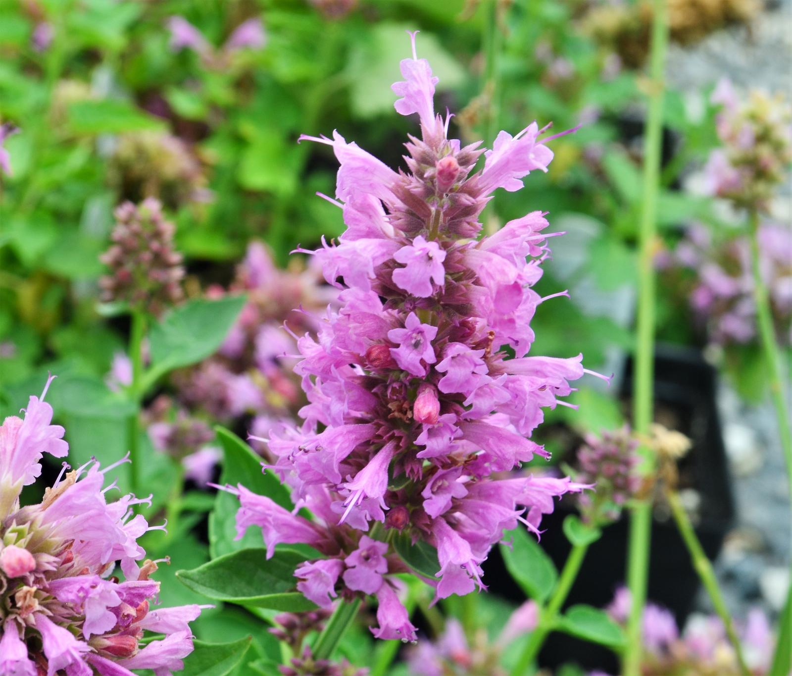 Agastache hybrida 'Rosie Posie' - Hummingbird Mint from Hillcrest Nursery