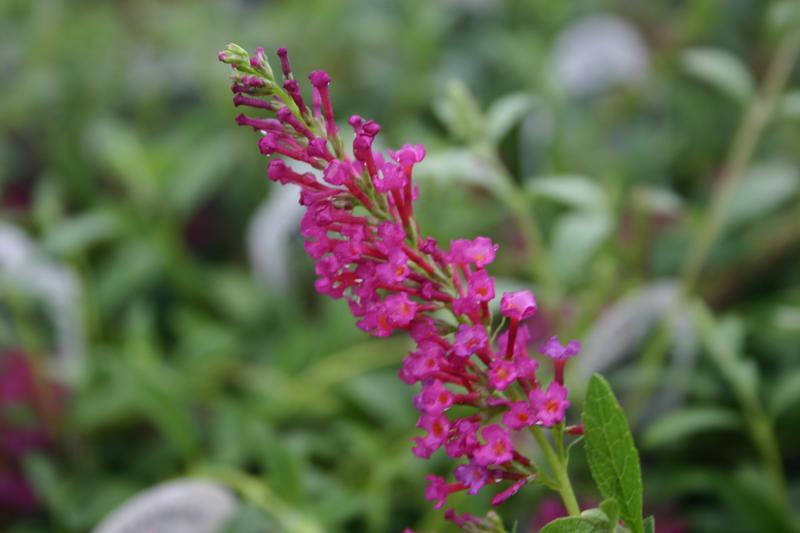 Butterfly Bush Buddleia davidii Buzz Velvet from Hillcrest Nursery