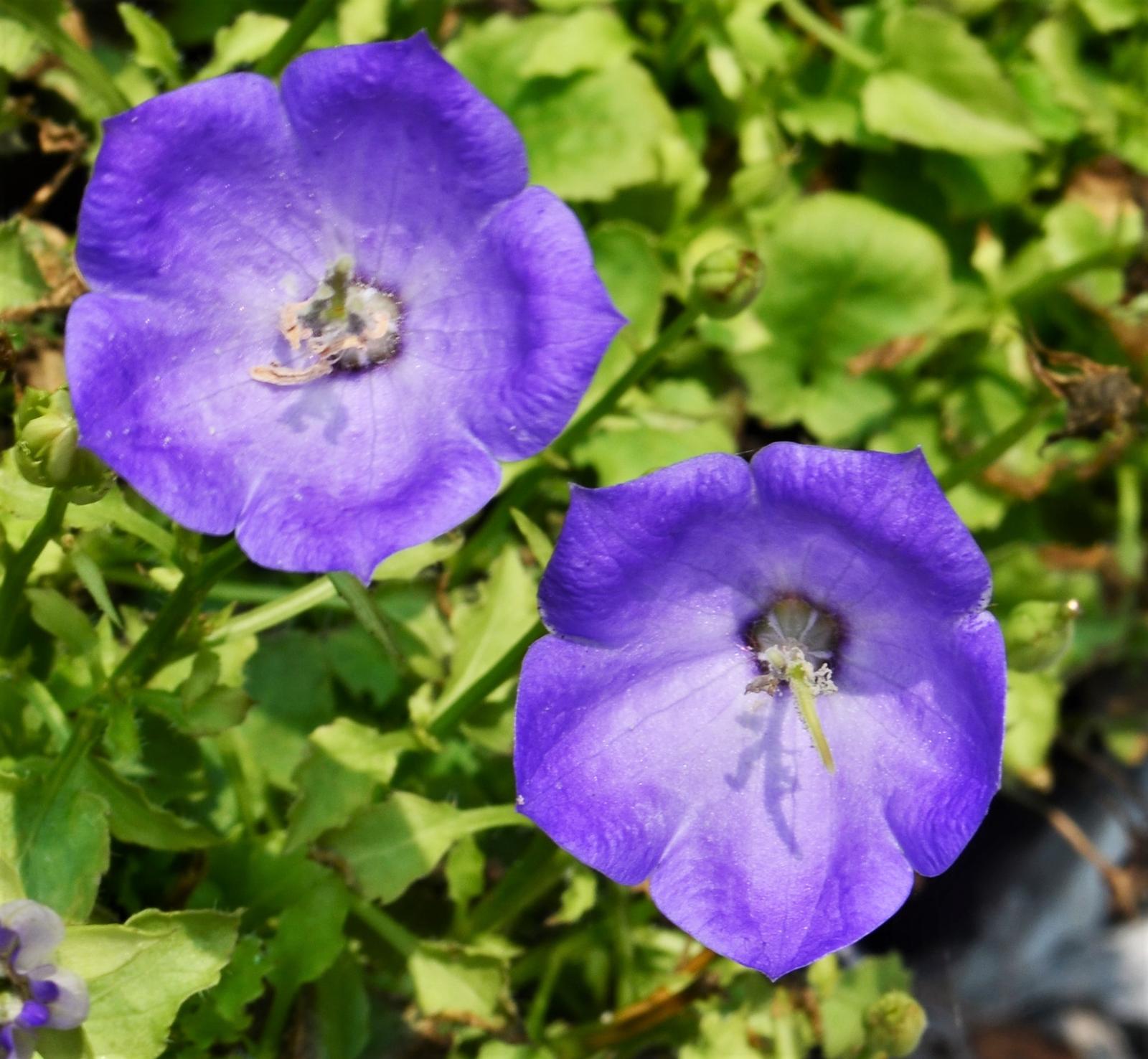 Campanula carpatica 'Rapido Blue' - Bellflower from Hillcrest Nursery