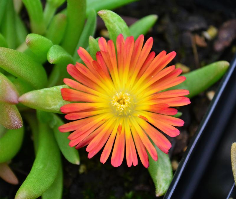 Delosperma Wheels of Wonder 'Fire Wonder' - Ice Plant from Hillcrest Nursery