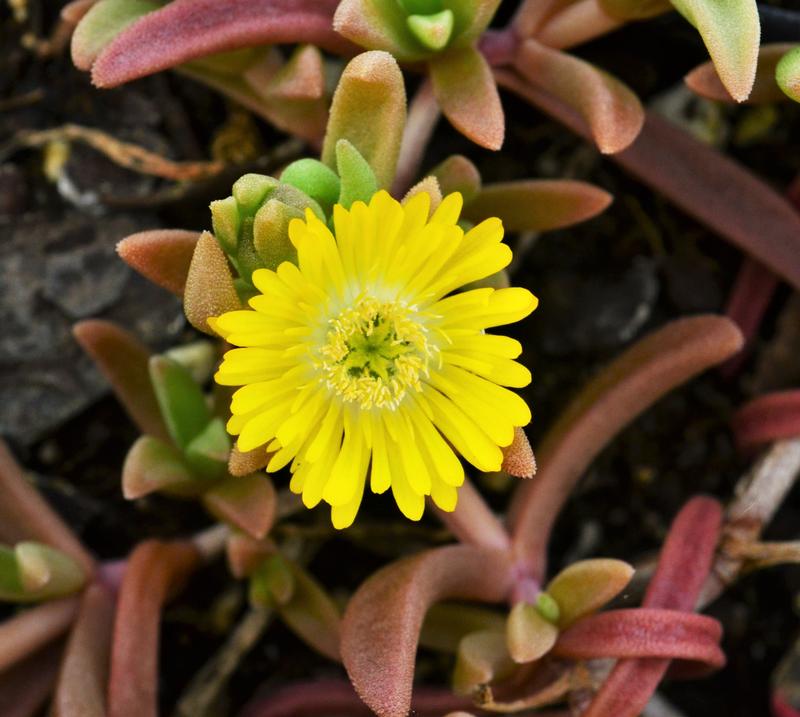 Delosperma Wheels of Wonder 'Golden Wonder' - Ice Plant from Hillcrest Nursery