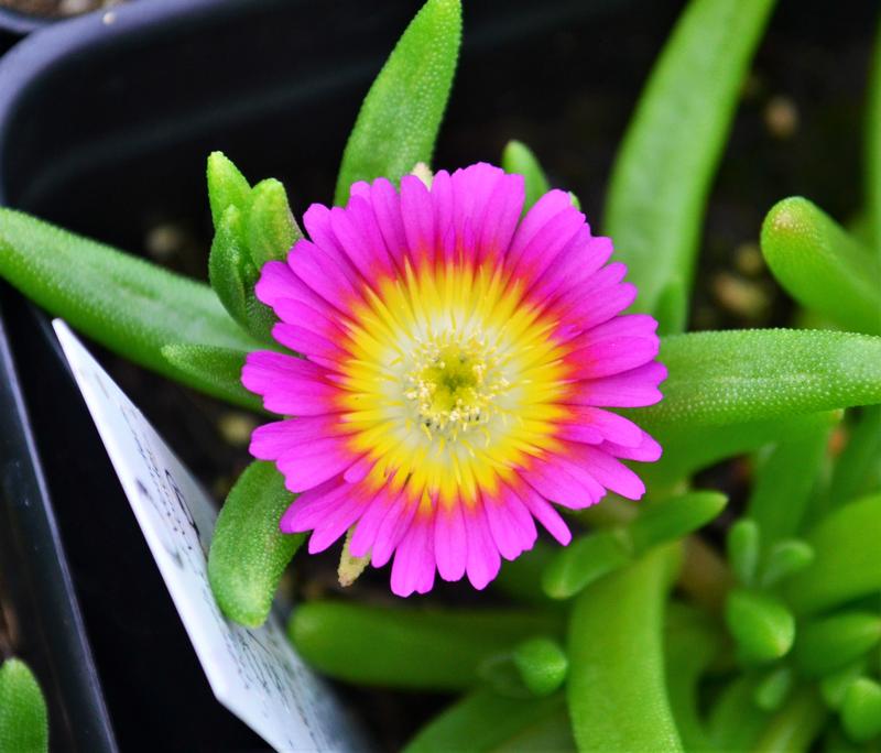 Delosperma Wheels of Wonder 'Violet Wonder' - Ice Plant from Hillcrest Nursery