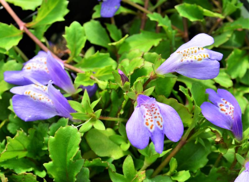 Mazus reptans 'Mazus' - Creeping Mazus from Hillcrest Nursery