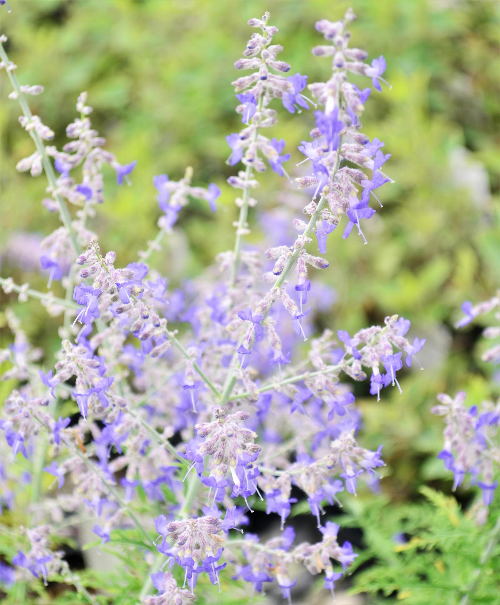 Perovskia atriplicifolia 'Lacey Blue' - Russian Sage from Hillcrest Nursery