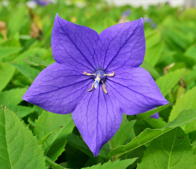 Platycodon grandiflorus 'Sentimental Blue' - Balloon Flower from Hillcrest Nursery