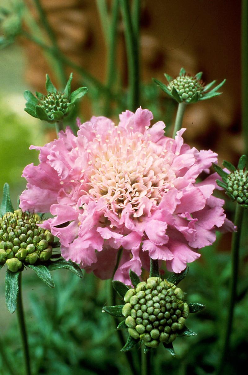 Scabiosa columbaria 'Pink Mist' - Photo courtesy of Ball Horticultural Company