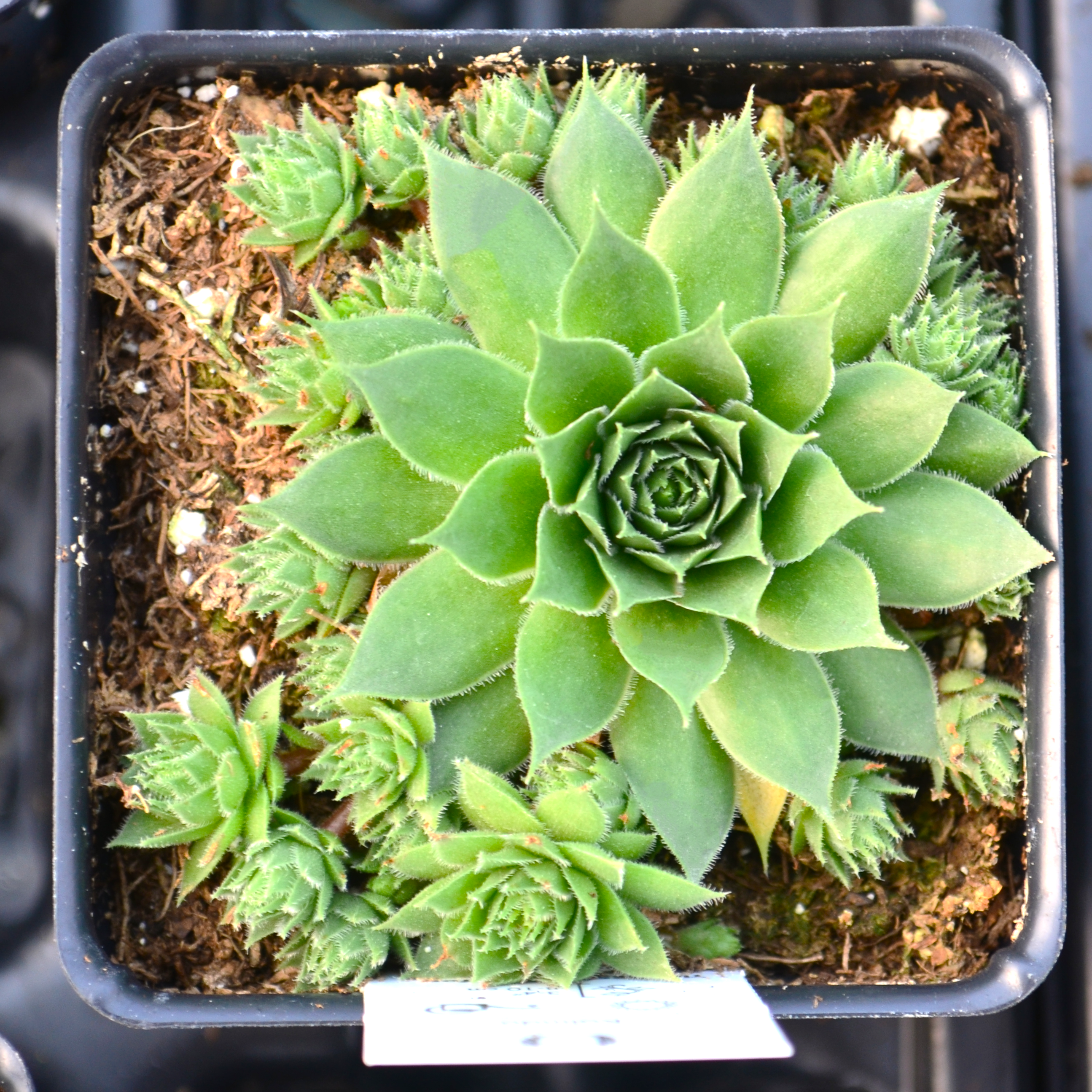 Sempervivum 'Kalinda' - Hens and Chicks from Hillcrest Nursery