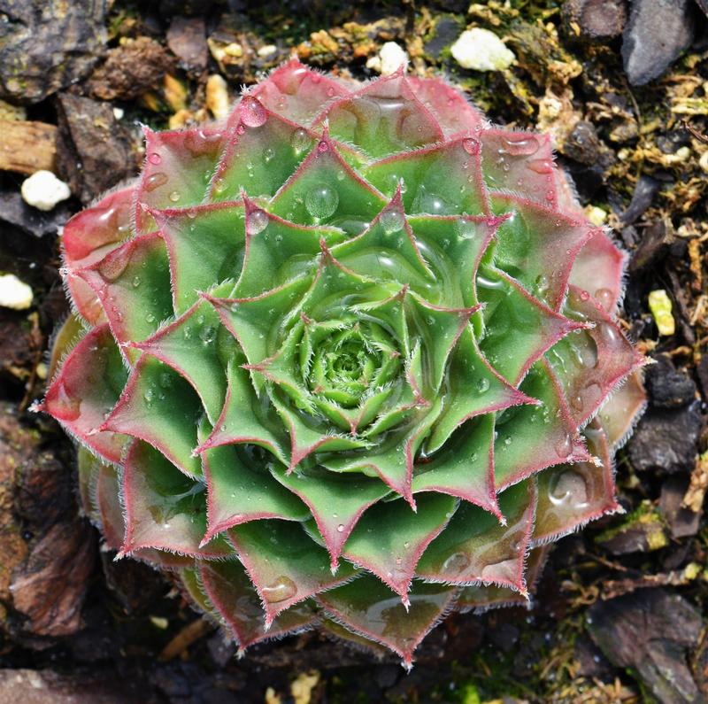 Sempervivum 'Krebs (Moss Rose)' - Hens and Chicks from Hillcrest Nursery