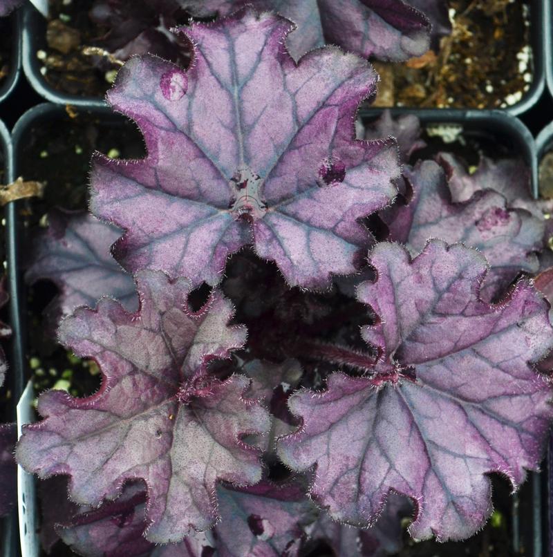 Heuchera 'Forever Purple' - Coral Bells from Hillcrest Nursery