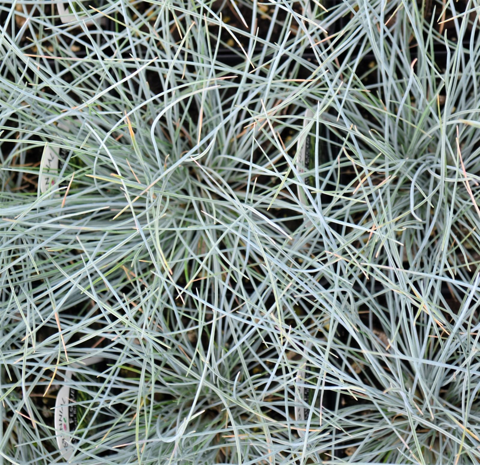 Grass: Festuca glauca 'Elijah Blue' - Blue Fescue from Hillcrest Nursery