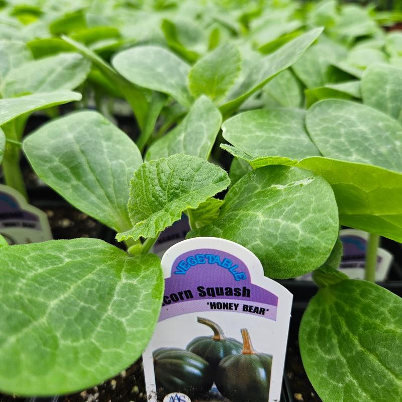 Cucurbita pepo 'Honey Bear' - Squash Acorn from Hillcrest Nursery