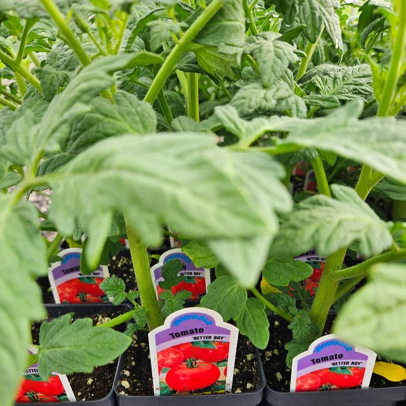 Lycopersicon esculentum 'Better Boy' - Tomato from Hillcrest Nursery