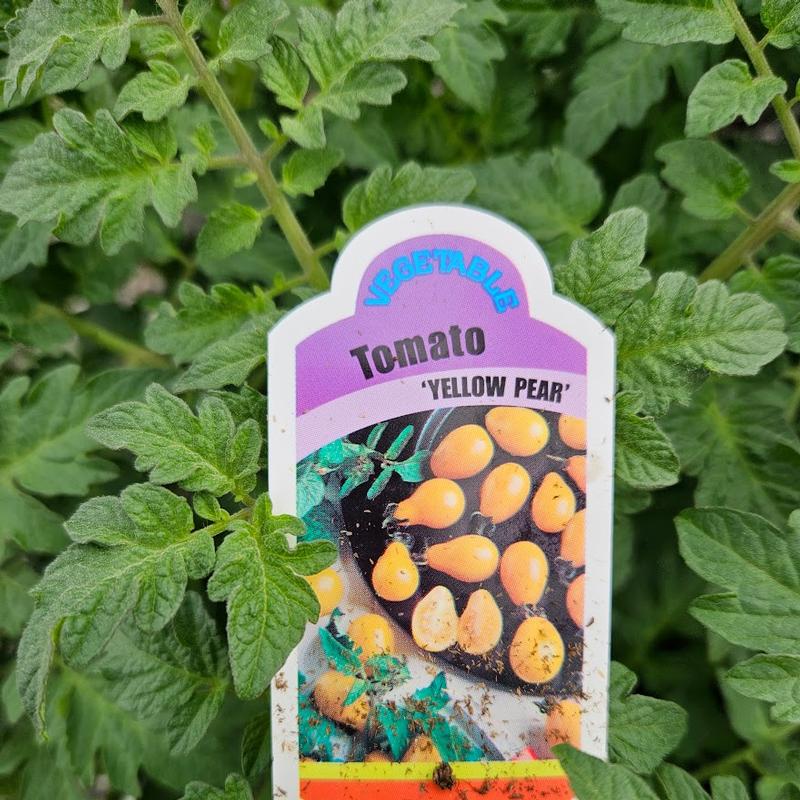 Lycopersicon esculentum 'Yellow Pear' - Tomato from Hillcrest Nursery