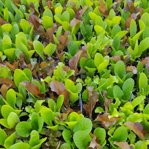 Lettuce Lactuca sativus Salad Bowl Mix from Hillcrest Nursery
